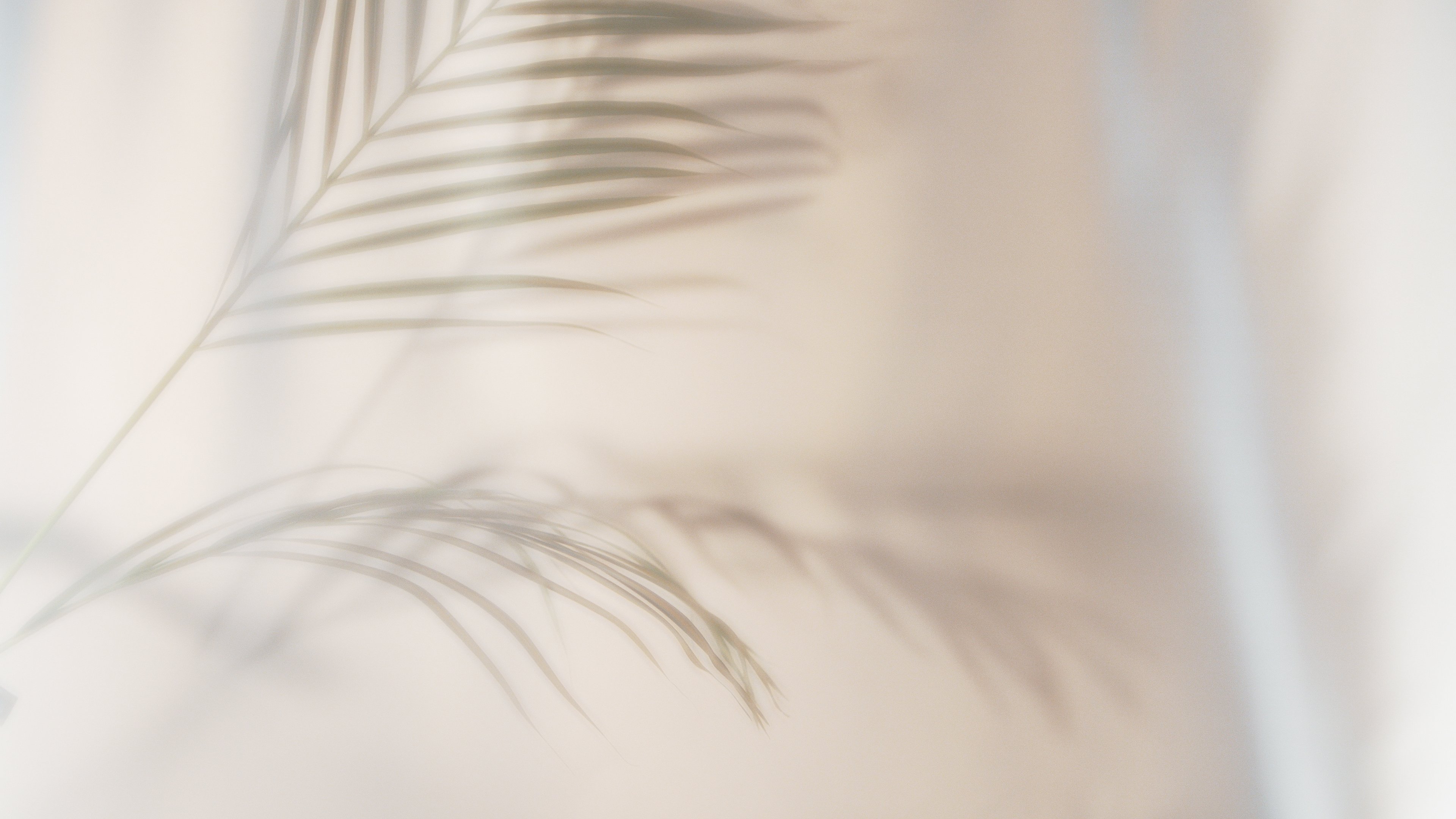 Palm leaves shadow on beige background