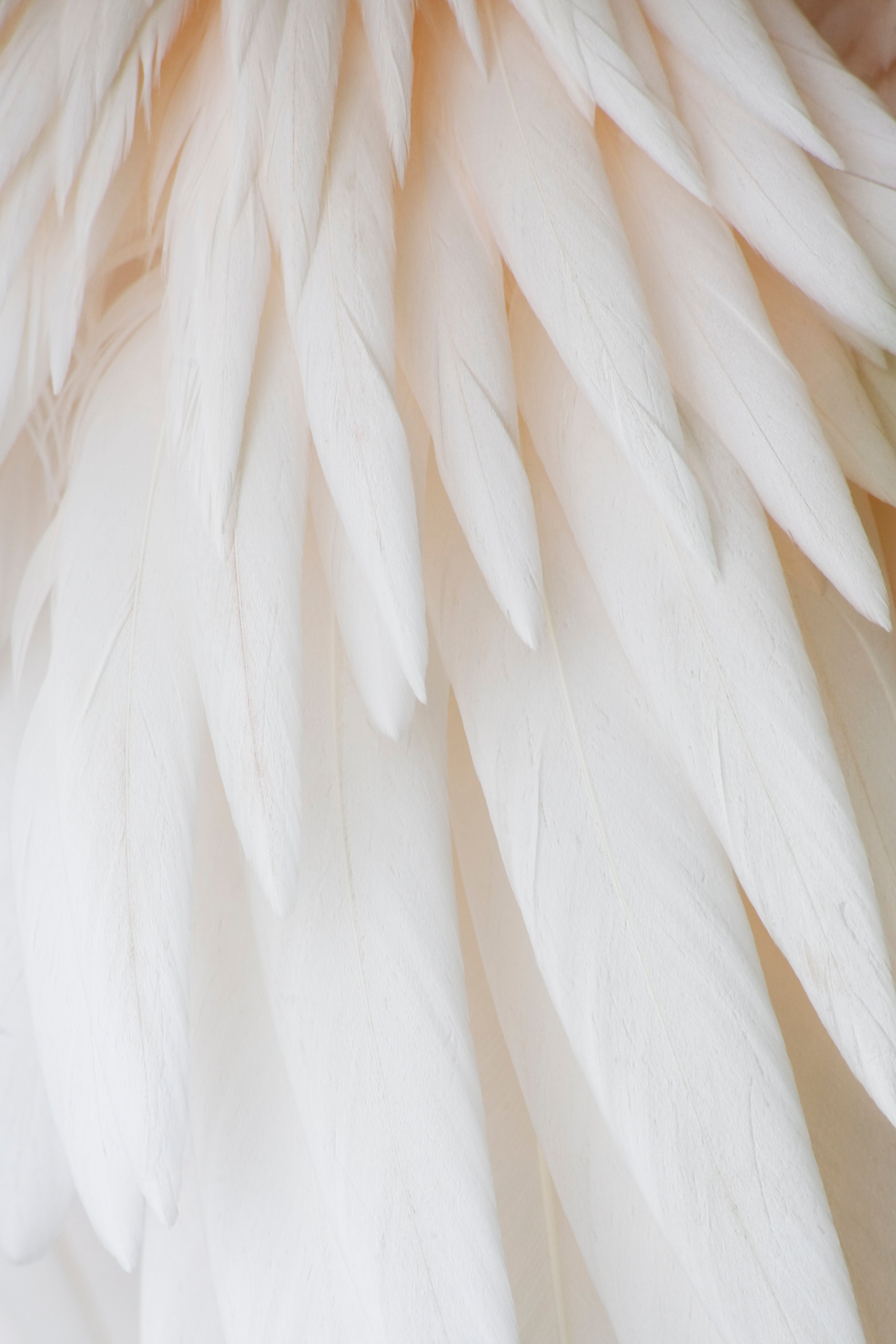 Feathers